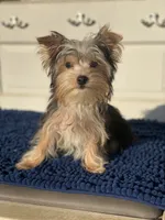 Teddy, a male Yorkshire Terrier for sale in Sophia, NC – 1 of 8