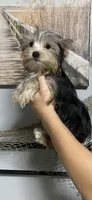 Teddy, a male Yorkshire Terrier for sale in Sophia, NC – 2 of 8