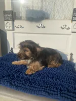 Chorkie Male, a male Chorkie for sale in Sophia, NC – 3 of 4