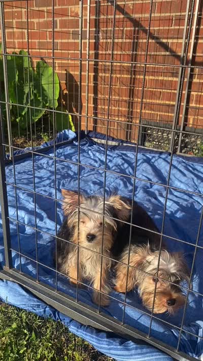 Lady’s Male, a male Yorkshire Terrier for sale in Sophia, NC – 6 of 6