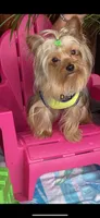 Lady’s Male, a male Yorkshire Terrier for sale in Sophia, NC – 4 of 6