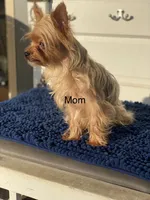 Lady’s Male, a male Yorkshire Terrier for sale in Sophia, NC – 3 of 6