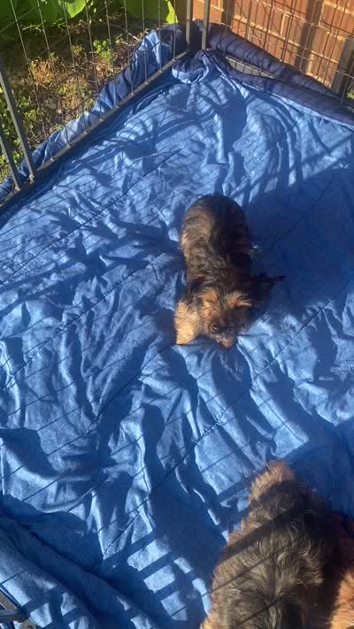 Bellie’s Sable Male, a male Chorkie for sale in Sophia, NC – 7 of 7