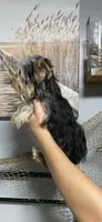 Teddy, a male Yorkshire Terrier for sale in Sophia, NC – 5 of 8
