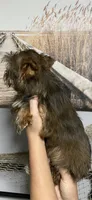 Fonaz’s Chocolate Fluffy, a female Yorkshire Terrier for sale in Sophia, NC – 2 of 7