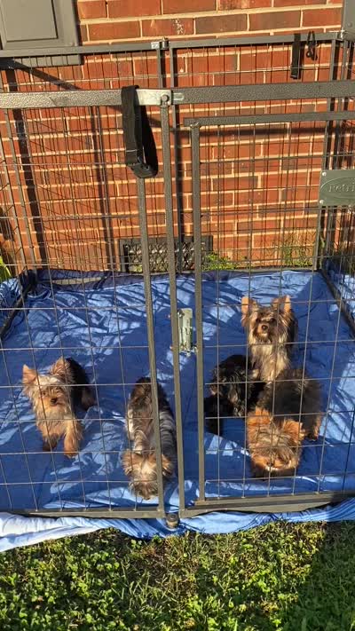 Fonaz’s KB black, a female Yorkshire Terrier for sale in Sophia, NC – 8 of 8