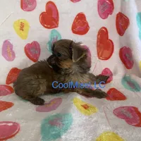 Puppy A, a female Yorkshire Terrier for sale in Sophia, NC – Photo 1 of 2