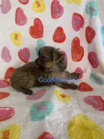 Puppy A, a female Yorkshire Terrier for sale in Sophia, NC – Photo 1 of 2