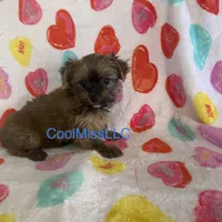 Puppy A, a female Yorkshire Terrier for sale in Sophia, NC – Photo 2 of 2