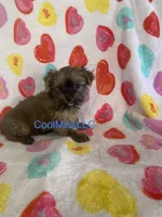 Puppy A, a female Yorkshire Terrier for sale in Sophia, NC – Photo 2 of 2