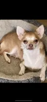 Chorkie Female, a female Chorkie for sale in Sophia, NC – 2 of 3