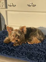Fonaz’s Female, a female Yorkshire Terrier for sale in Sophia, NC – 3 of 7
