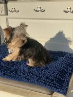 Teddy, a male Yorkshire Terrier for sale in Sophia, NC – 3 of 8