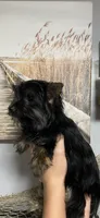 Fonaz’s KB black, a female Yorkshire Terrier for sale in Sophia, NC – 2 of 8