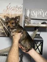 Bellie’s Sable Male, a male Chorkie for sale in Sophia, NC – 1 of 7