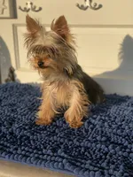 GiGi, a female Yorkshire Terrier for sale in Sophia, NC – 3 of 7