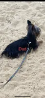 Fonaz’s KB black, a female Yorkshire Terrier for sale in Sophia, NC – 7 of 8
