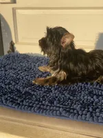 Fonaz’s KB black, a female Yorkshire Terrier for sale in Sophia, NC – 3 of 8