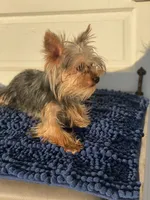 Sofie, a female Yorkshire Terrier for sale in Sophia, NC – 2 of 6