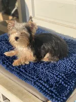 Teddy, a male Yorkshire Terrier for sale in Sophia, NC – 4 of 8