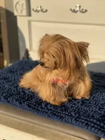Fonaz’s KB black, a female Yorkshire Terrier for sale in Sophia, NC – 6 of 8