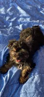 Fonaz’s KB black, a female Yorkshire Terrier for sale in Sophia, NC – 4 of 8
