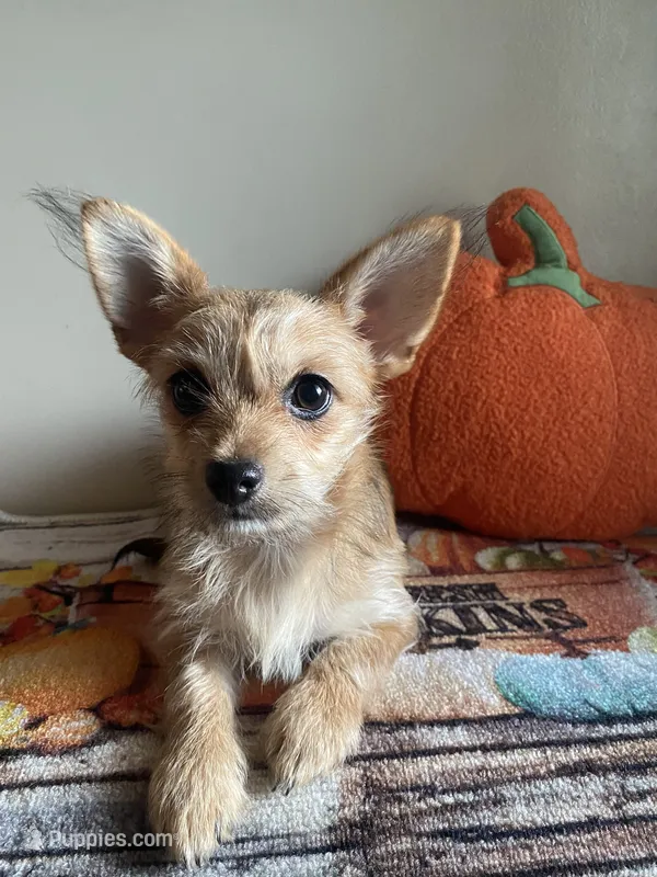 Chorkie Female – Chorkie puppy for sale in Sophia, NC