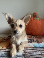 Chorkie Female, a female Chorkie for sale in Sophia, NC – 1 of 3