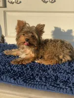 Fonaz’s Chocolate Fluffy, a female Yorkshire Terrier for sale in Sophia, NC – 4 of 7