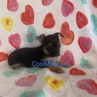 Puppy B, a male Chorkie for sale in Sophia, NC – 1 of 1