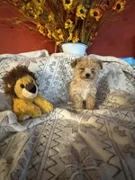 Puppy B, a male Poodle - Toy  for sale in Sophia, NC – 2 of 5