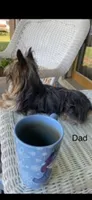 Bellie’s Sable Male, a male Chorkie for sale in Sophia, NC – 4 of 7