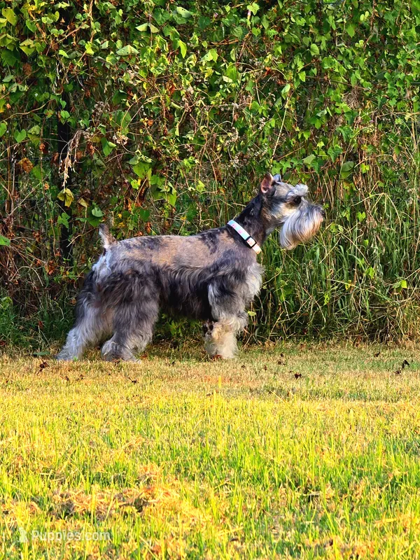 Draco – Miniature Schnauzer puppy for sale in West, TX