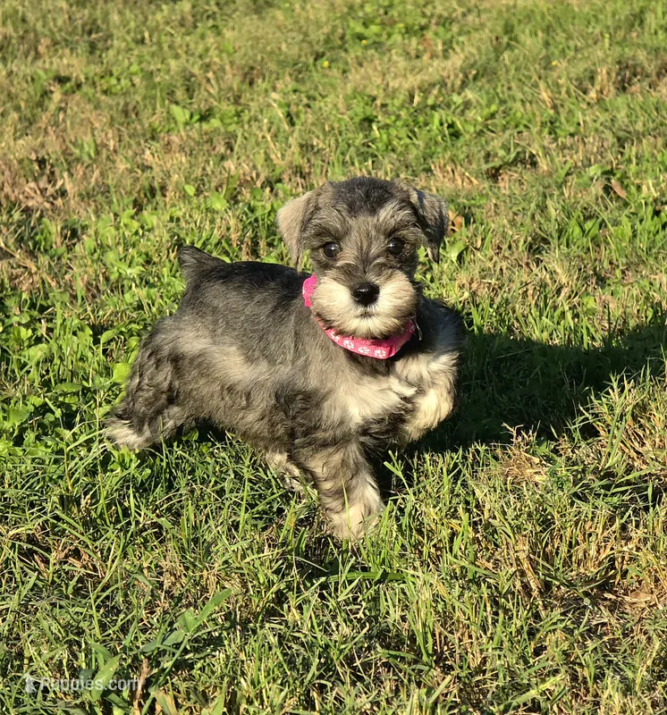 Boo – Miniature Schnauzer puppy for sale in West, TX