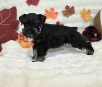 Raven, a female Miniature Schnauzer for sale in West, TX – 5 of 10