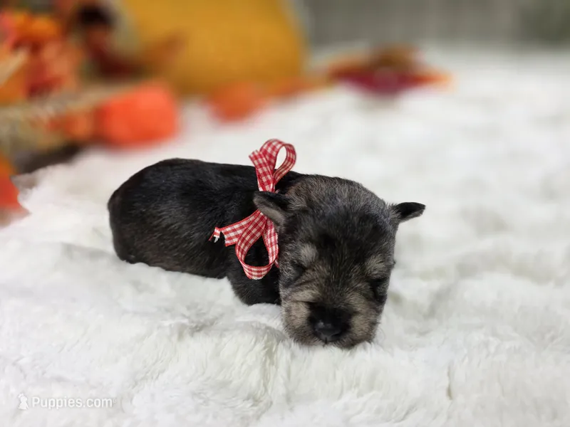 Jinx – Miniature Schnauzer puppy for sale in West, TX