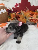 Boo, a female Miniature Schnauzer for sale in West, TX – 4 of 4