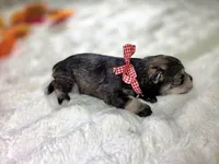 Jinx, a female Miniature Schnauzer for sale in West, TX – 4 of 4