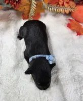 Draco, a male Miniature Schnauzer for sale in West, TX – 3 of 4