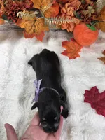 Raven, a female Miniature Schnauzer for sale in West, TX – 4 of 4