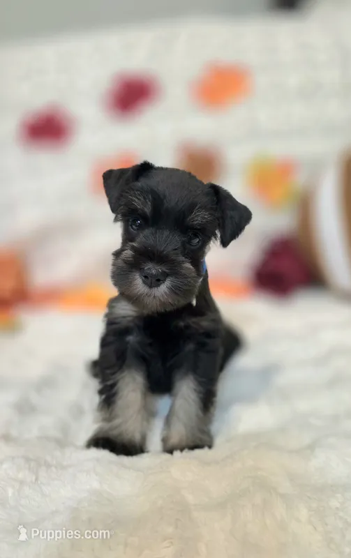 Draco – Miniature Schnauzer puppy for sale in West, TX
