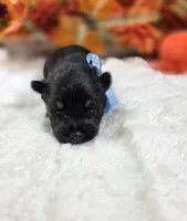 Draco, a male Miniature Schnauzer for sale in West, TX – 4 of 4
