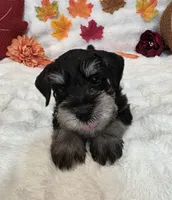 Hex, a male Miniature Schnauzer for sale in West, TX – 4 of 9