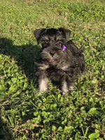 Raven, a female Miniature Schnauzer for sale in West, TX – 2 of 10