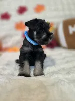 Draco, a male Miniature Schnauzer for sale in West, TX – 6 of 10