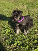 Raven, a female Miniature Schnauzer for sale in West, TX – 1 of 10