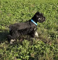 Draco, a male Miniature Schnauzer for sale in West, TX – 2 of 10