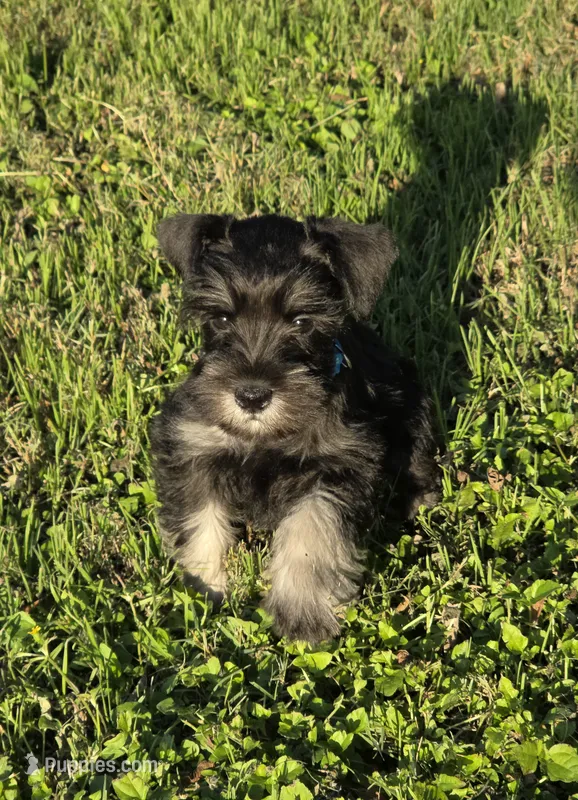 Draco – Miniature Schnauzer puppy for sale in West, TX