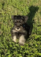 Draco, a male Miniature Schnauzer for sale in West, TX – 1 of 10