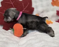Boo, a female Miniature Schnauzer for sale in West, TX – 5 of 9